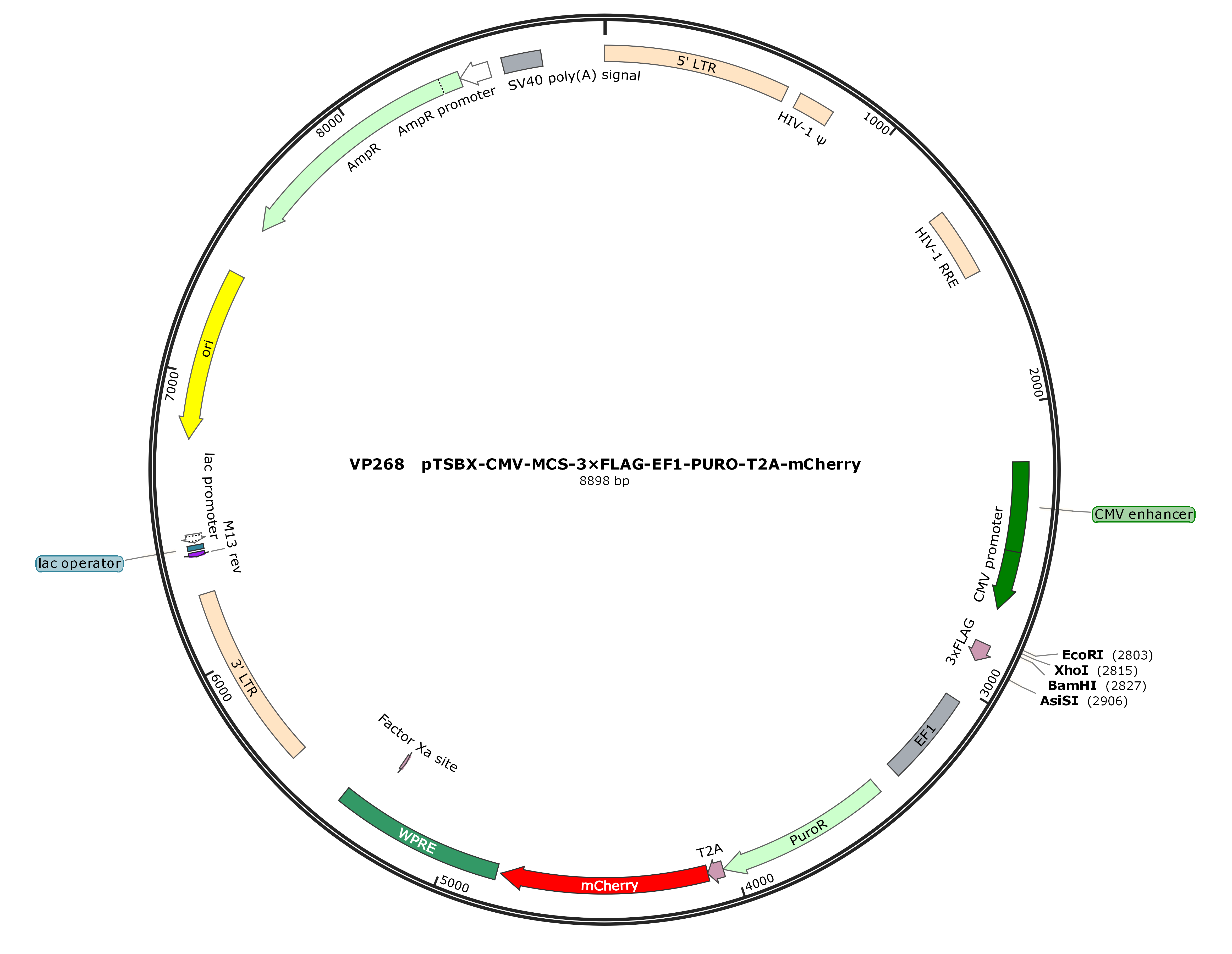 pTSBX-CMV-MCS-3×FLAG-EF1-PURO-T2A-mCherry